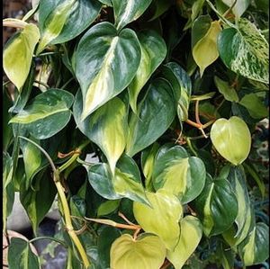 Philodendron Brasil Cutting